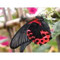 Papilio rumanzovia Philippines 4 pupae